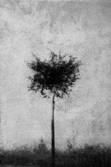 Tree in black and white Poster och Canvastavla