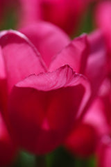 pink tulip Poster och Canvastavla