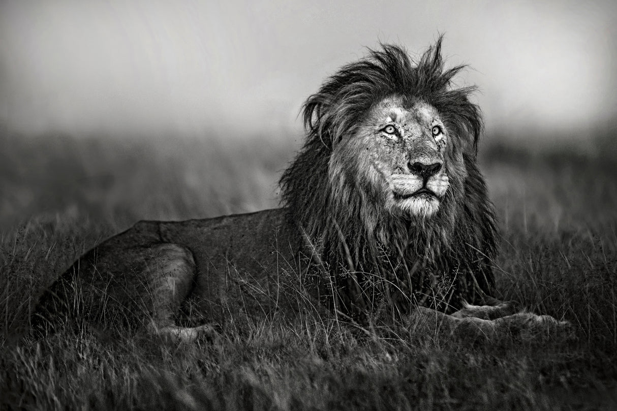 A legend of Masai Mara Poster och Canvastavla