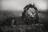 A legend of Masai Mara Poster och Canvastavla