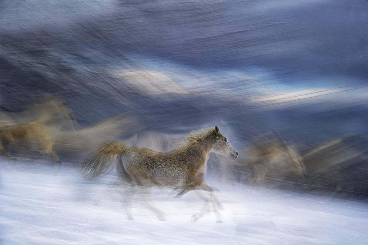 gallop in the snow Poster och Canvastavla
