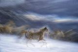 gallop in the snow Poster och Canvastavla