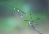 Dragonfly Poster och Canvastavla