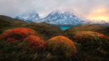 Spring in Patagonia Poster och Canvastavla