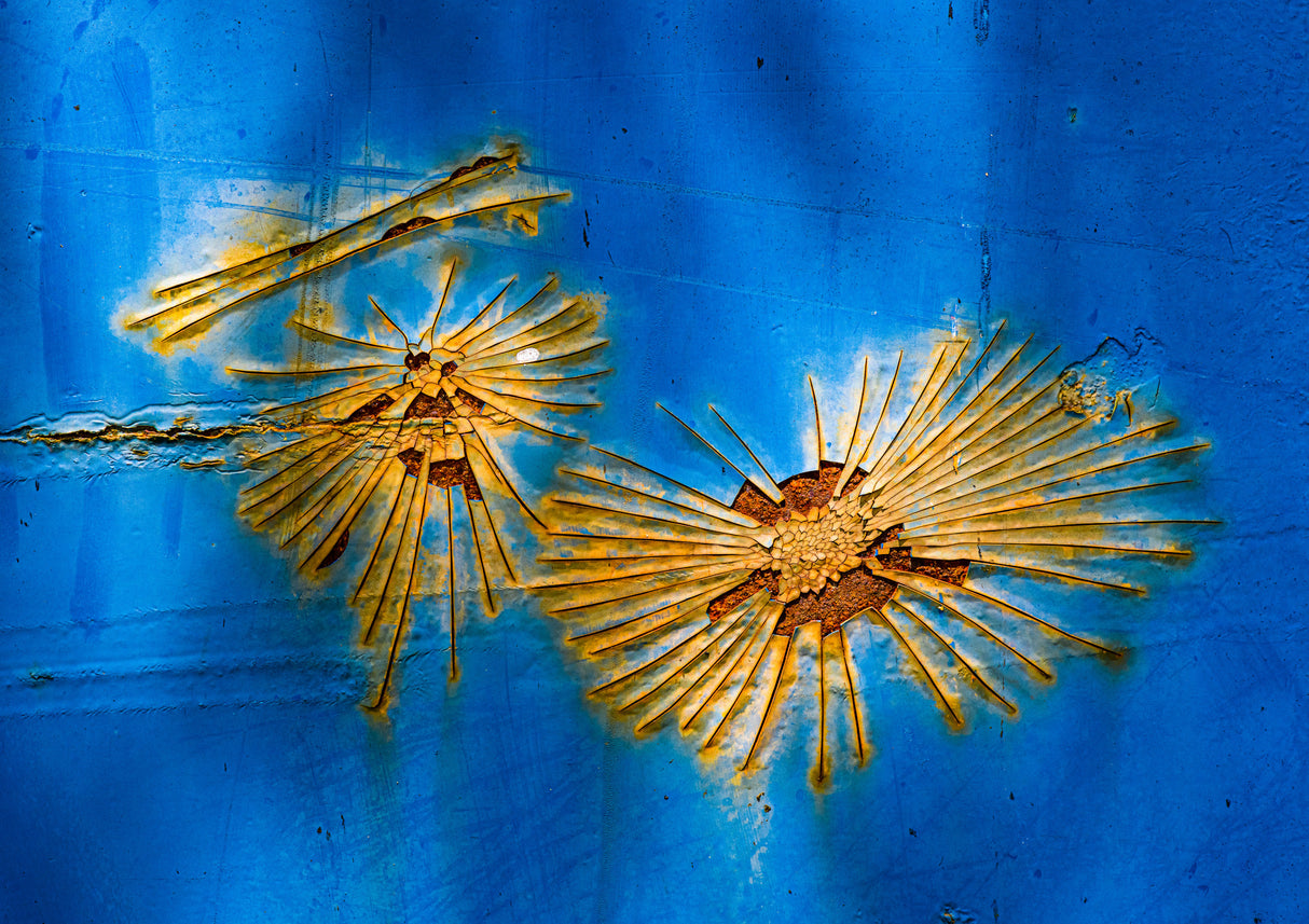 Unidentified Sea Creatures, #254 Poster och Canvastavla