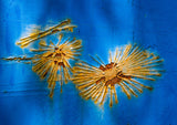 Unidentified Sea Creatures, #254 Poster och Canvastavla