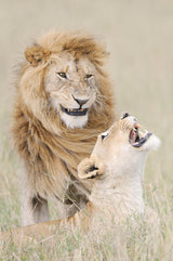 Lion lover Poster och Canvastavla