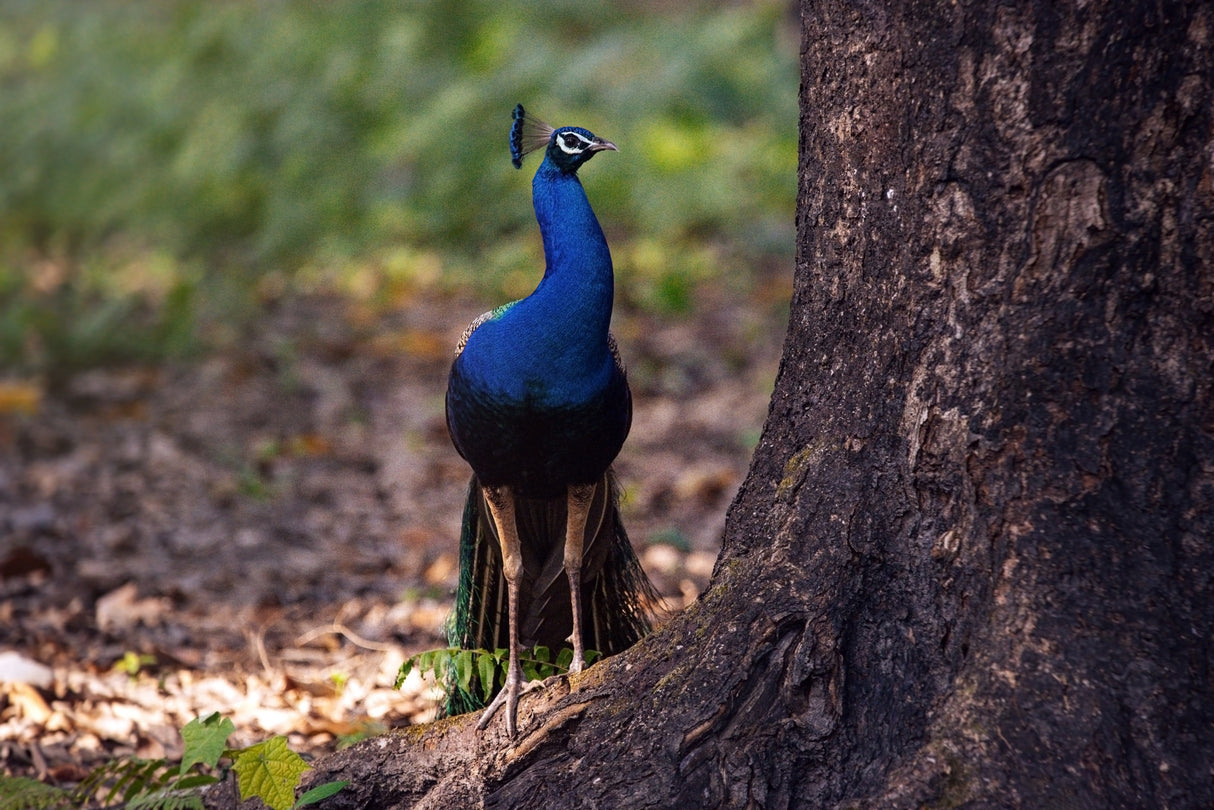 Peacock by A Large Tree Poster och Canvastavla