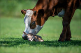 cow meets young white deer Poster och Canvastavla