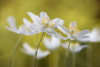 Wood Anemones Poster och Canvastavla