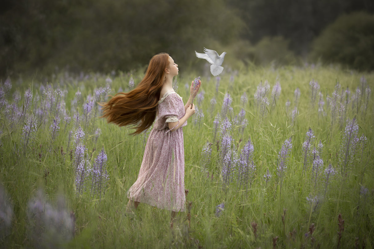 The dove of peace in a green field Poster och Canvastavla