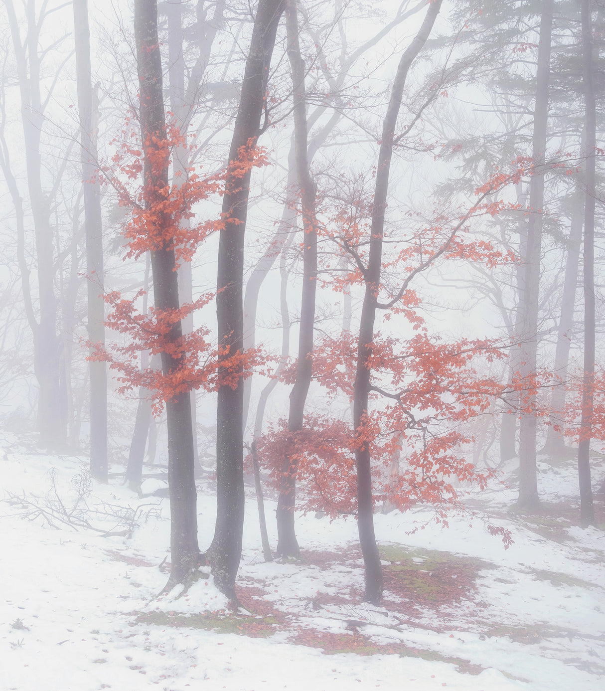 Autumnal snow Poster och Canvastavla