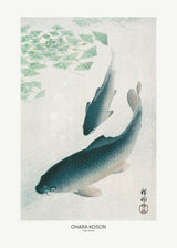 Carp Or Koi Poster och Canvastavla