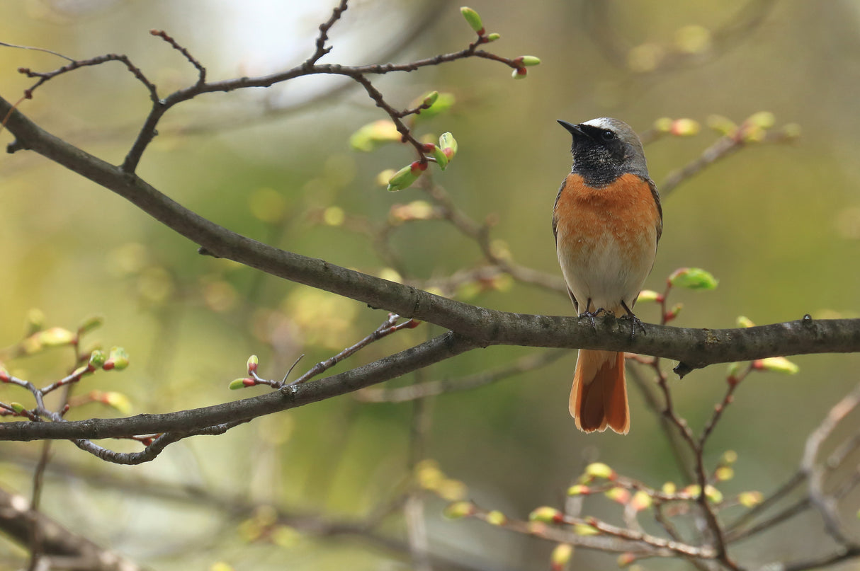 Common redstart Poster och Canvastavla
