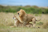 Climax ..... After The Mating Poster och Canvastavla