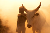 Boy of Cattle Poster och Canvastavla