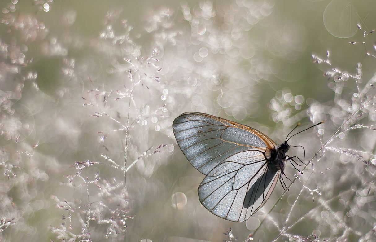 Diamond morning Poster och Canvastavla
