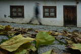 Leaves And Man Poster och Canvastavla