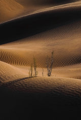 "Shadow And Light" Poster och Canvastavla