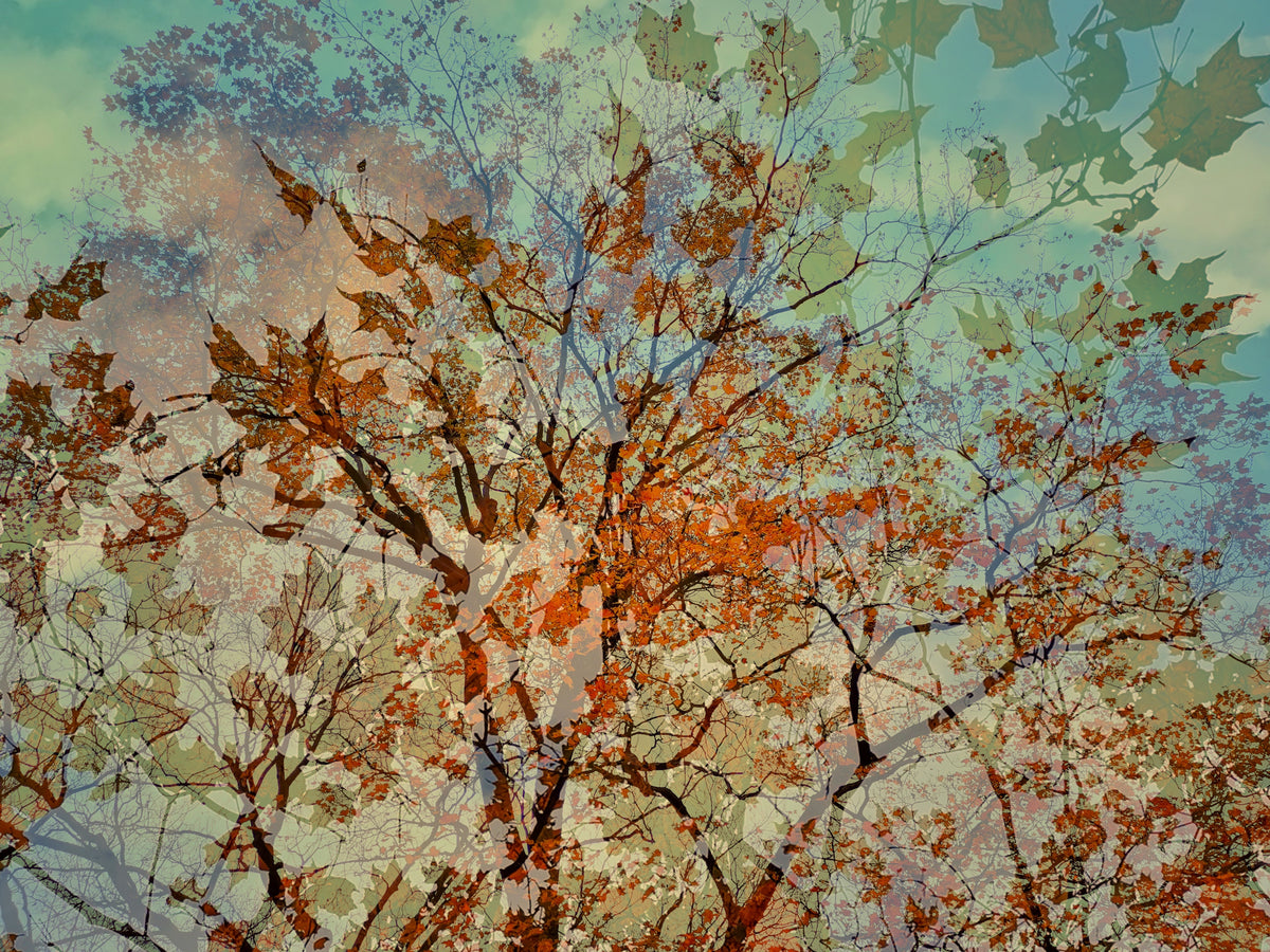 Musical Autumn Poster och Canvastavla