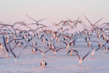 Flying At Beach Poster och Canvastavla