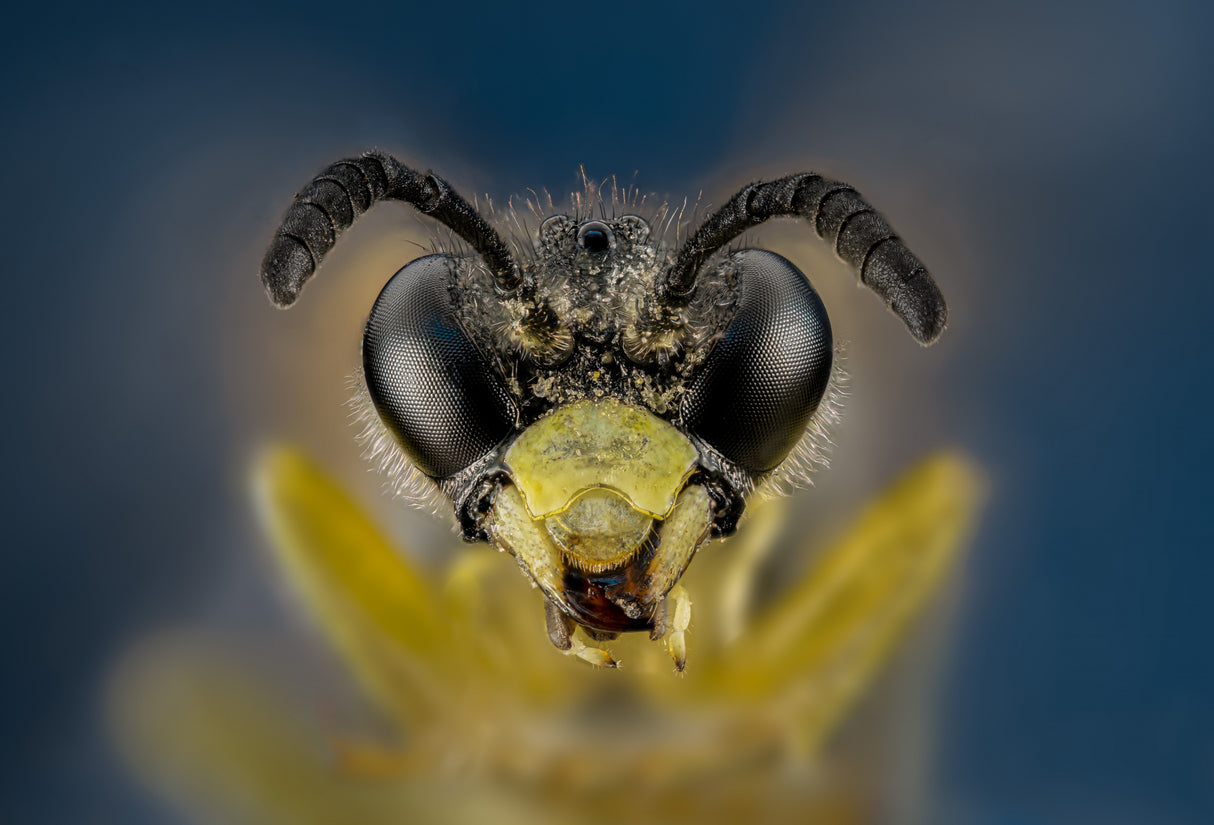 Wasp Poster och Canvastavla