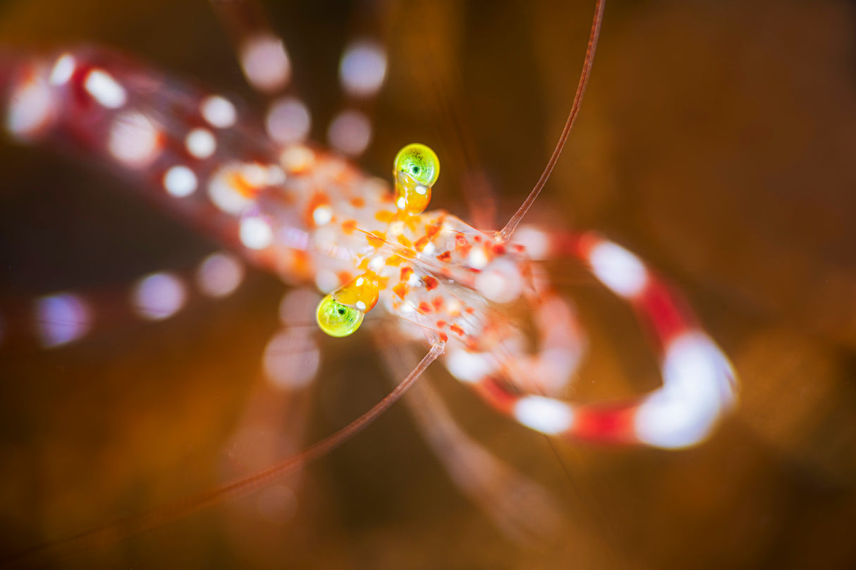 Close up : Anton Bruun cleaner shrimp Poster och Canvastavla