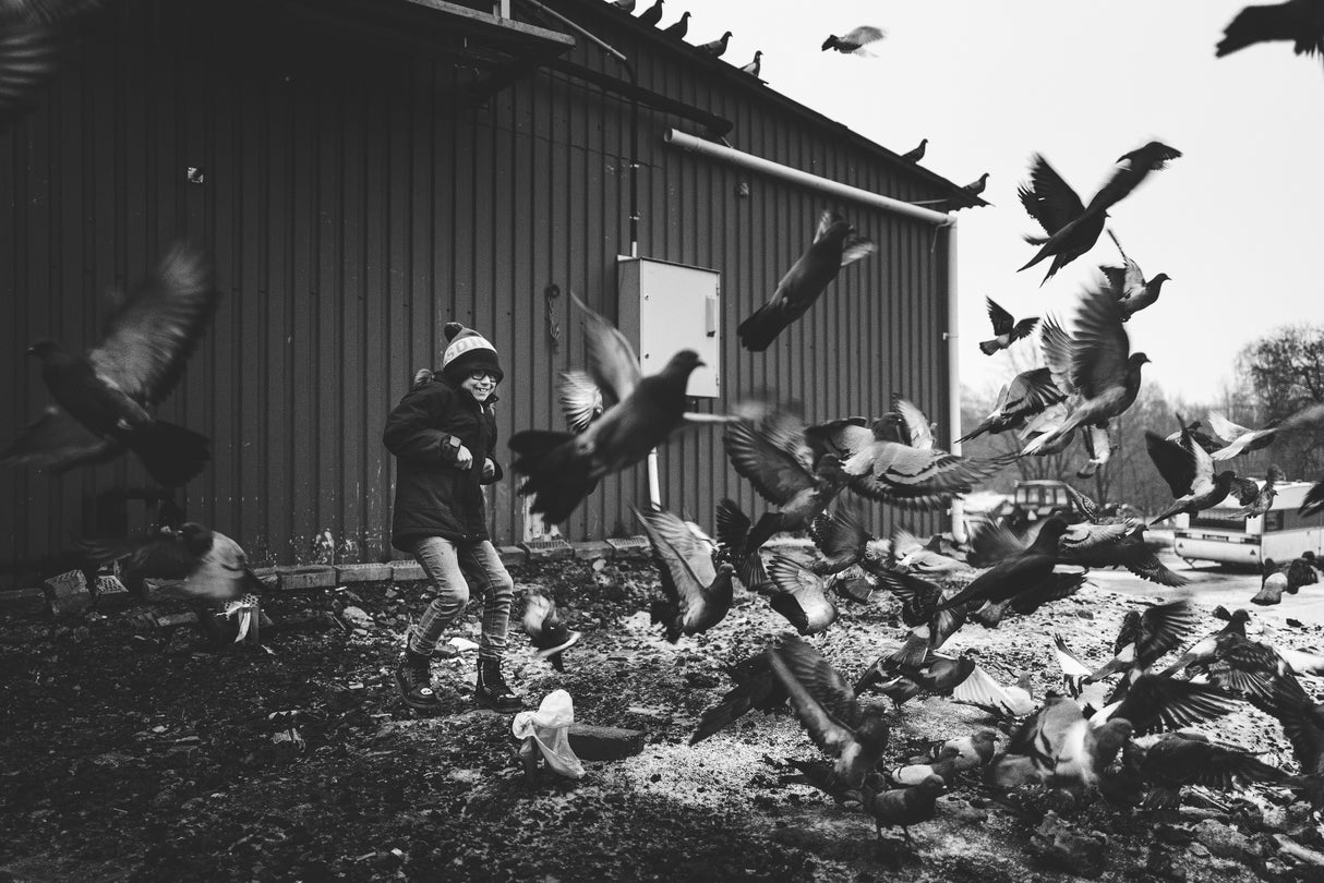 The Boy &amp; the Birds Poster och Canvastavla