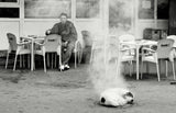 Hot dog Poster och Canvastavla