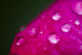 rose petal and water drops Poster och Canvastavla