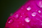 rose petal and water drops Poster och Canvastavla