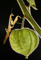 Harvesting Poster och Canvastavla