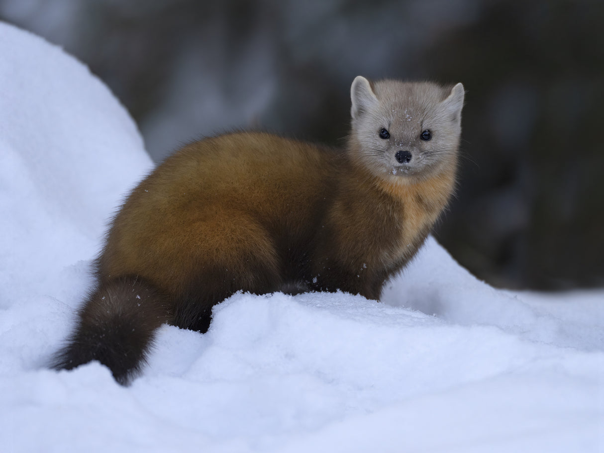 Pine Marten on snow Poster och Canvastavla