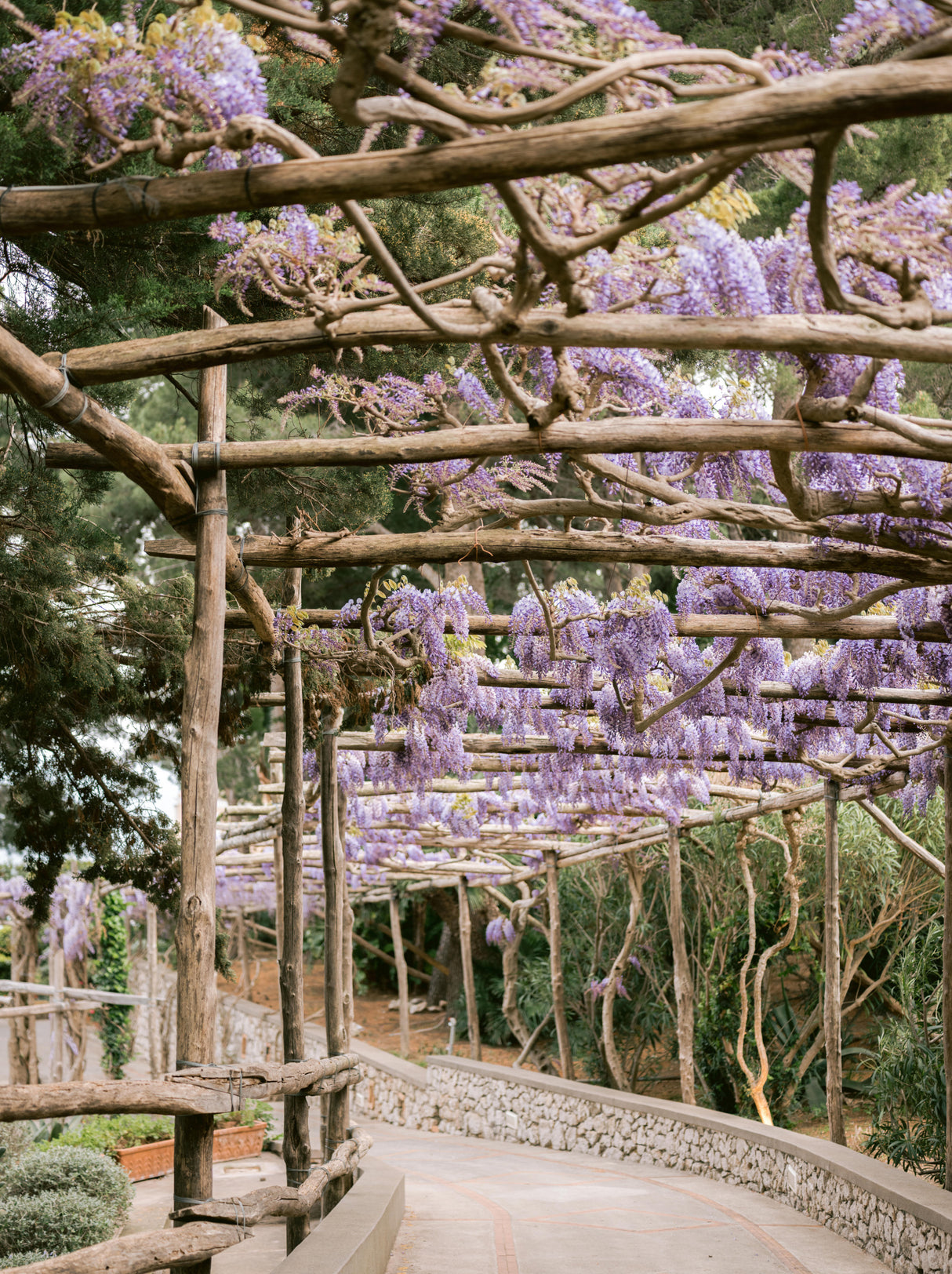 The Lavender Walkway Poster och Canvastavla