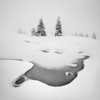 Frozen swamps Poster och Canvastavla