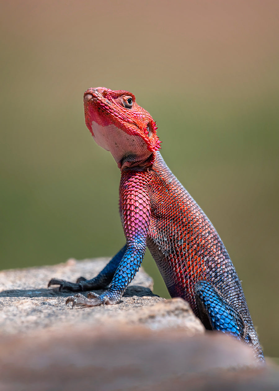 Red-Headed Rock Agama in Kenya Poster och Canvastavla