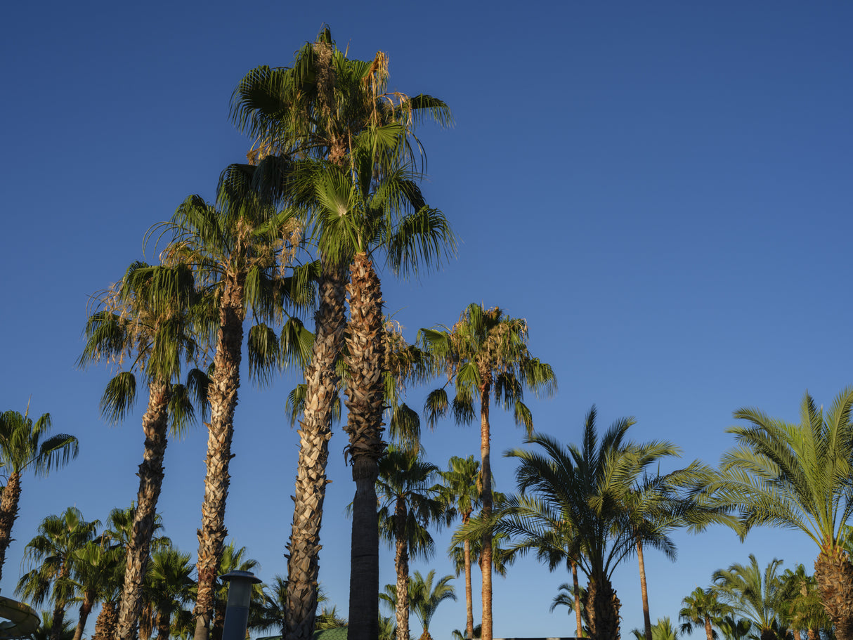 palm trees Poster och Canvastavla
