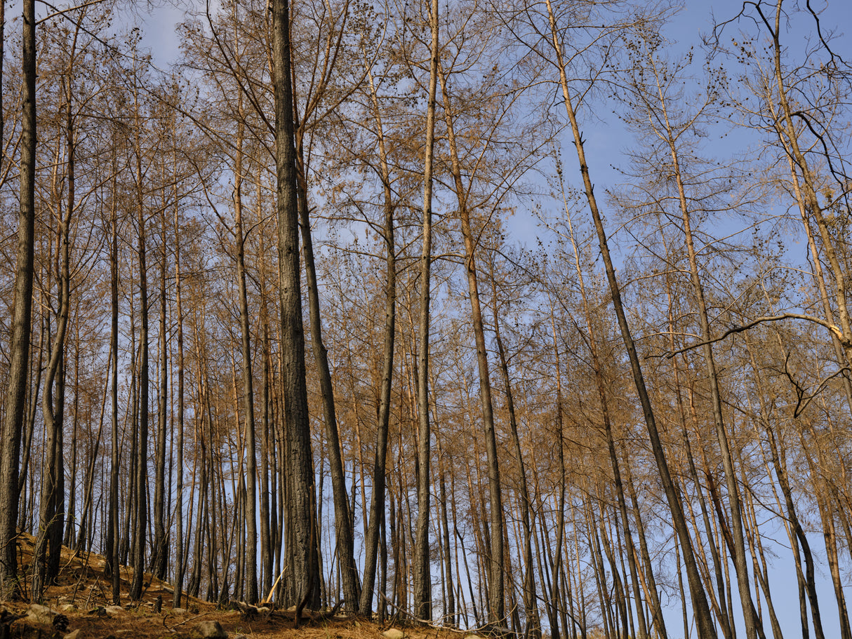 burnt trees and sky background Poster och Canvastavla