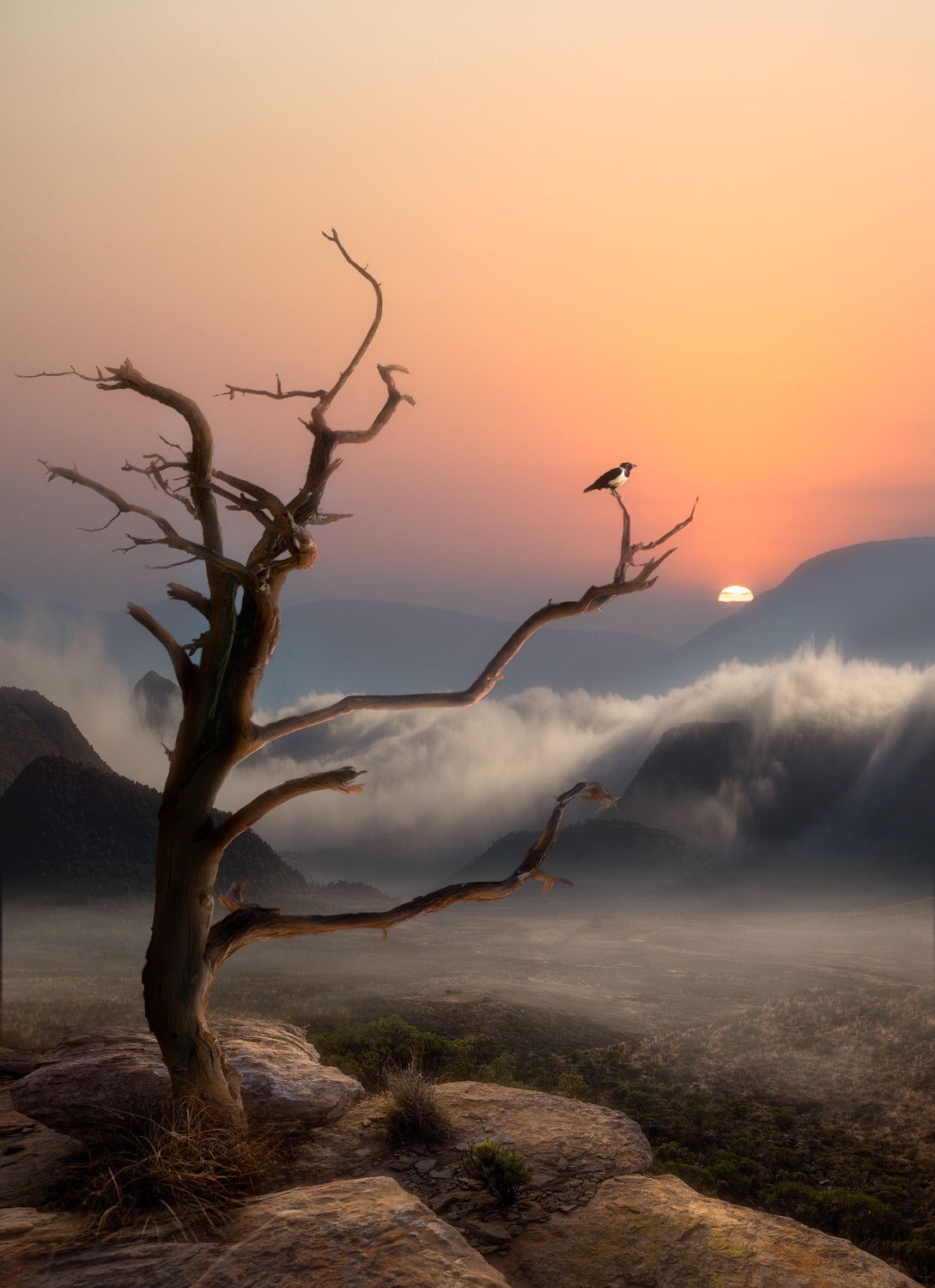 '...It's a new dawn, it's a new day, it's a new life....' Poster och Canvastavla