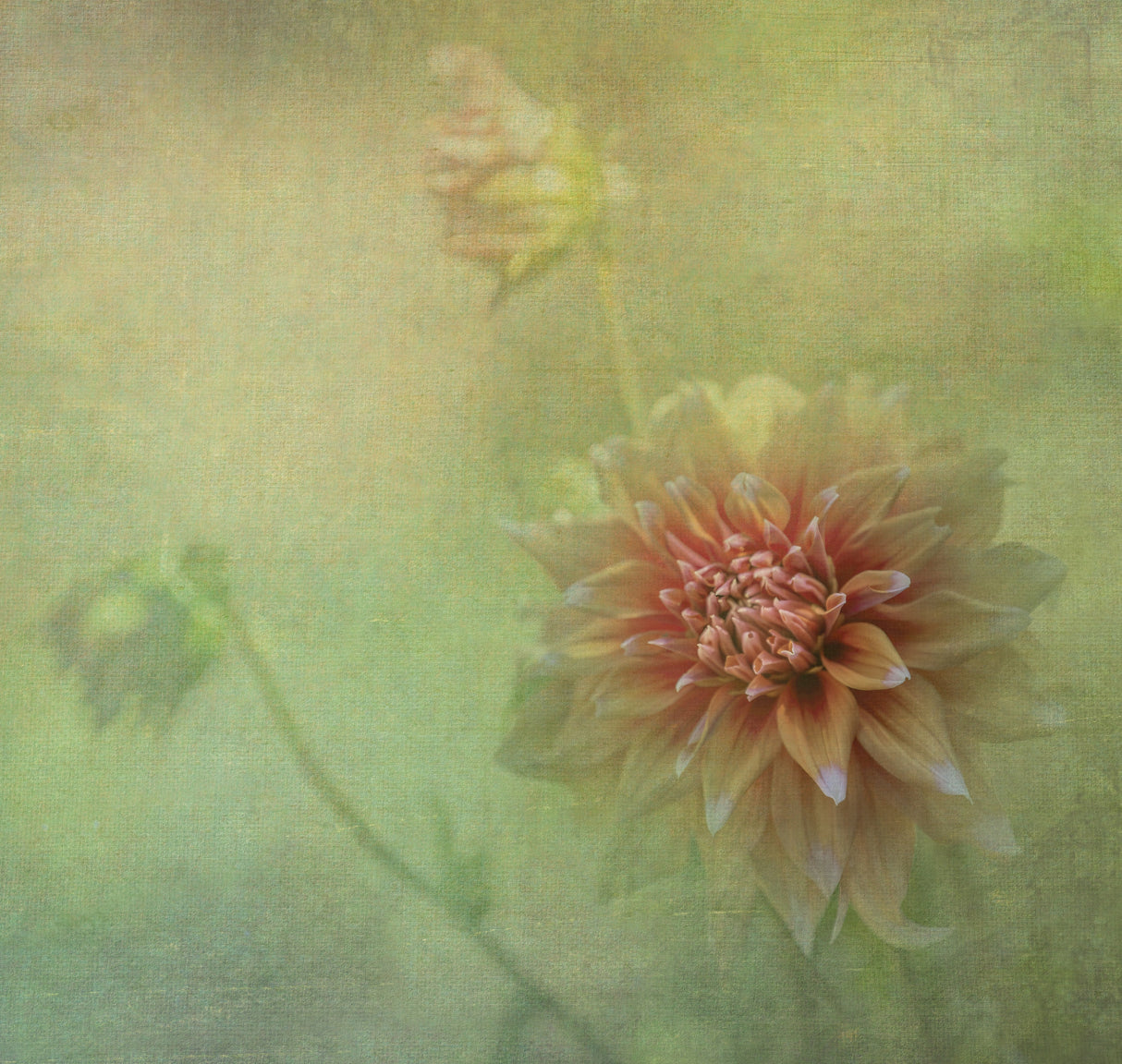 Dahlias Poster och Canvastavla