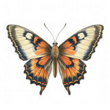 Butterfly 41 Poster och Canvastavla