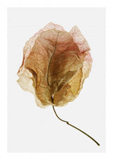 Bougainvillea Study No6 Poster och Canvastavla