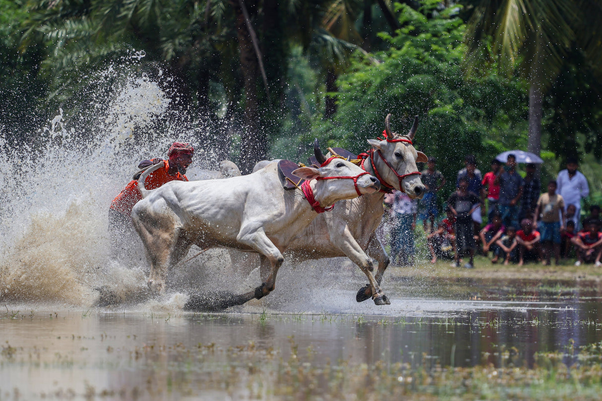 Moichara cattle race fastival Poster och Canvastavla