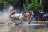 Moichara cattle race fastival Poster och Canvastavla