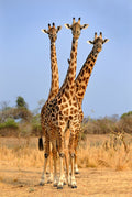 Three Headed Giraffe Poster och Canvastavla