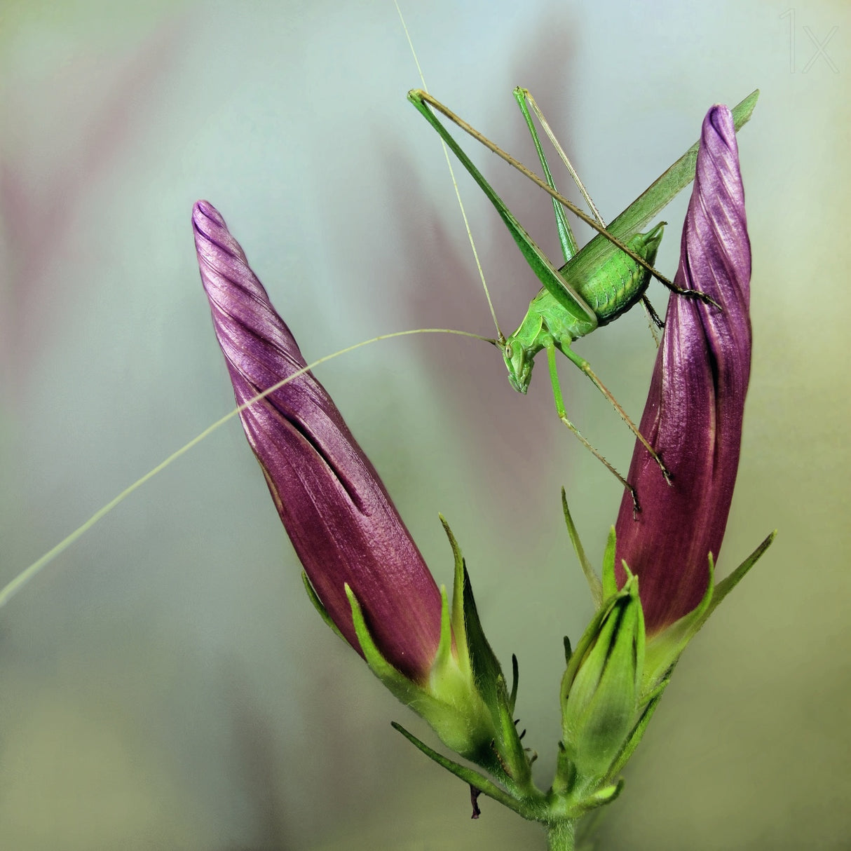 Katydid Poster och Canvastavla