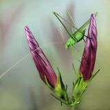 Katydid Poster och Canvastavla