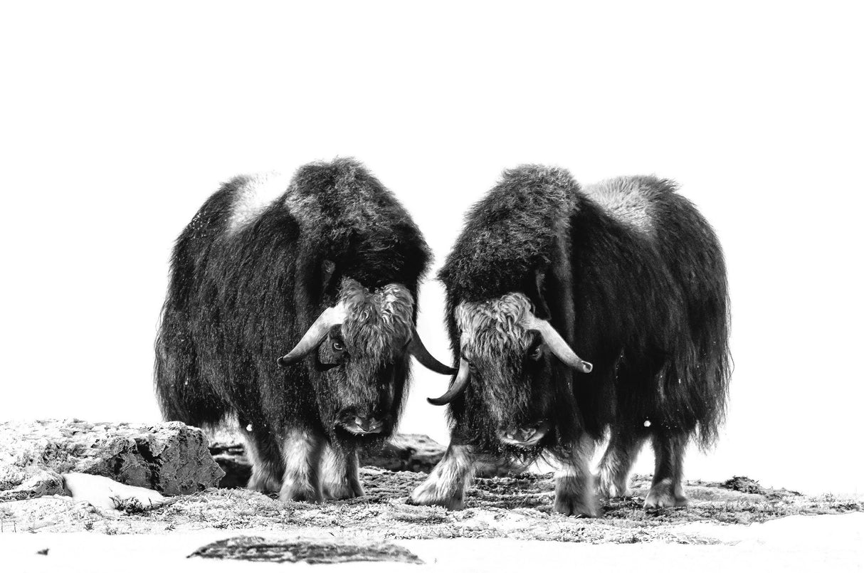 Musk oxen Poster och Canvastavla