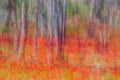 Anemones in the forest Poster och Canvastavla