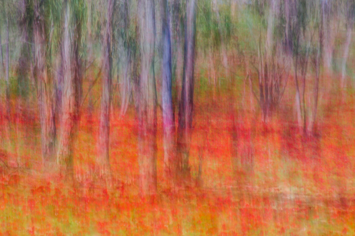 Anemones in the forest Poster och Canvastavla